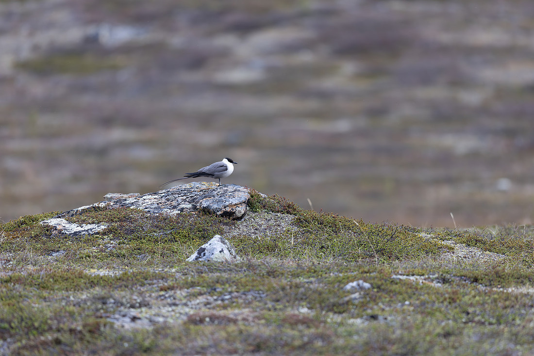 Long-tailed Skua, Áilegas fell, Finland, June 2025