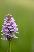 Heath Spotted-orchid, Vicarge Farm, June 2024