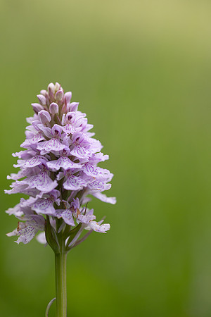 Heath Spotted-orchid, Vicarge Farm, June 2024