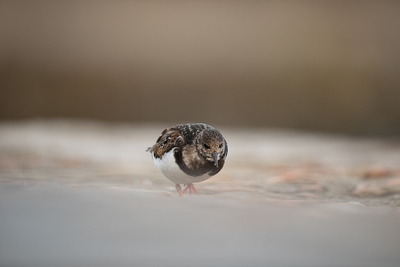 Turnstone, Lyme Regis, March 2022