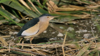 Little Bittern
