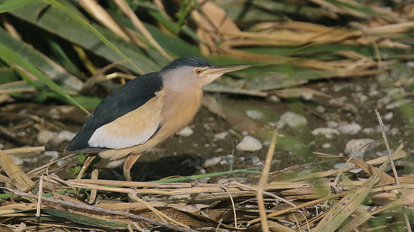 Little Bittern, Germasogeia Dam, Cyprus, May 2016