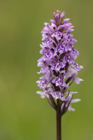 Common Spotted-orchid Orchid, Rudge Hill, June 2024