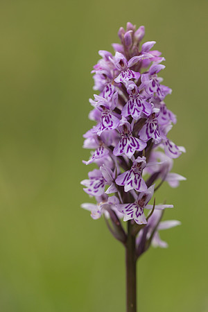Common Spotted-orchid Orchid, Rudge Hill, June 2024