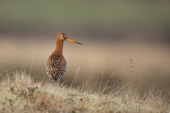 Black-tailed Godwit, River Laxa, Iceland, June 2022.