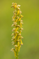 Man Orchid, Wye nature reserve, May 2024