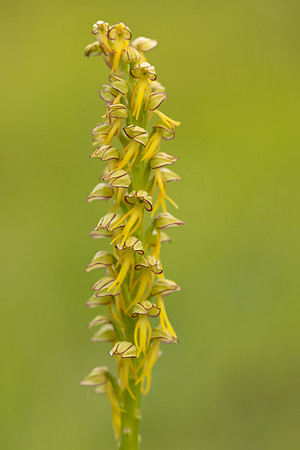 Man Orchid, Wye nature reserve, May 2024