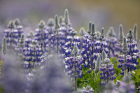 Nootka Lupine, Iceland, June 2022