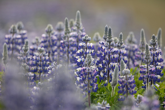 Nootka Lupine, Iceland, June 2022