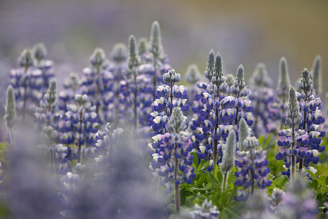 Nootka Lupine, Iceland, June 2022