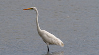 Eastern Great Egret