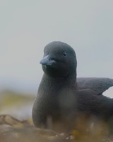 Black Guillemot, Oban, May 2017