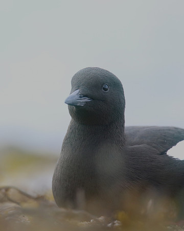 Black Guillemot, Oban, May 2017