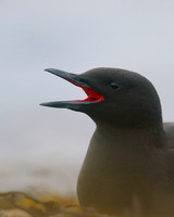 Black Guillemot, Oban, May 2017