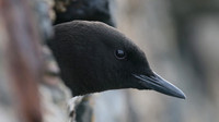 Black Guillemot, Oban, May 2017