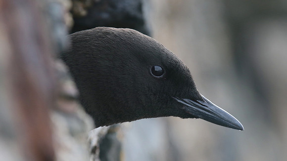 Black Guillemot, Oban, May 2017
