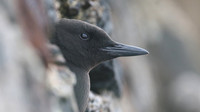 Black Guillemot, Oban, May 2017