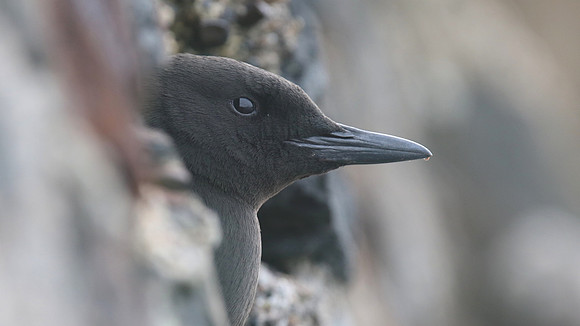 Black Guillemot, Oban, May 2017