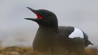 Black Guillemot, Oban, May 2017