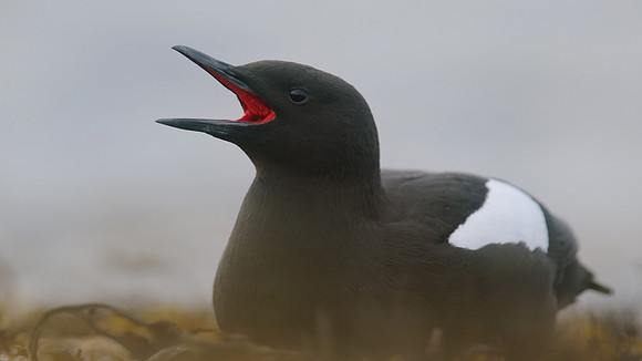 Black Guillemot, Oban, May 2017