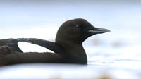 Black Guillemot, Oban, May 2017