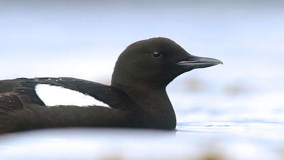 Black Guillemot, Oban, May 2017