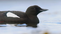 Black Guillemot, Oban, May 2017