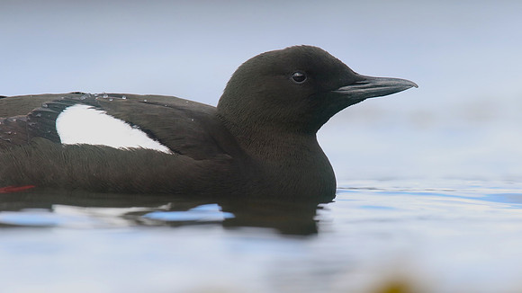 Black Guillemot, Oban, May 2017