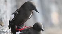 Black Guillemot, Oban, May 2017