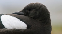 Black Guillemot, Oban, May 2017