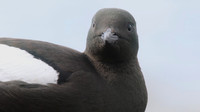 Black Guillemot, Oban, May 2017