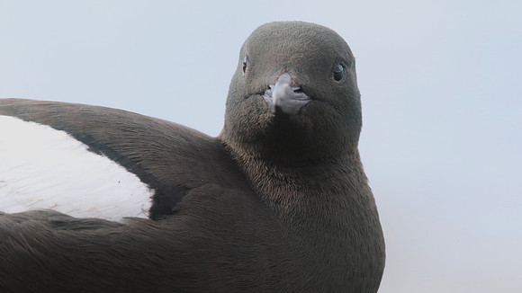 Black Guillemot, Oban, May 2017