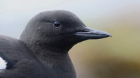 Black Guillemot