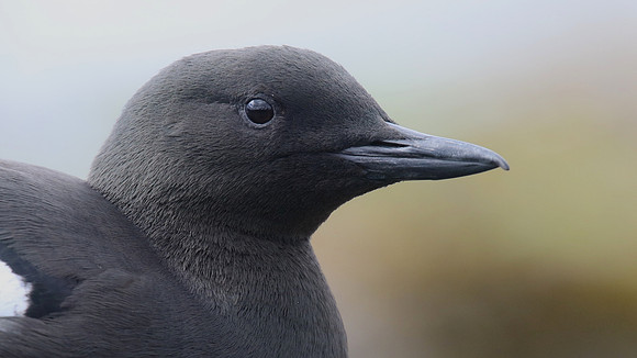 Black Guillemot, Oban, May 2017