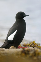 Black Guillemot, Oban, May 2017