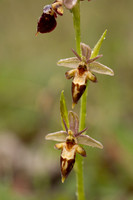 Woodcock x Fly Orchid, Dorset, May 2024.