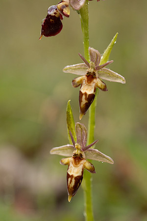 Woodcock x Fly Orchid, Dorset, May 2024.