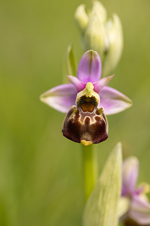 Late Spider-orchid, Kent, May 2024