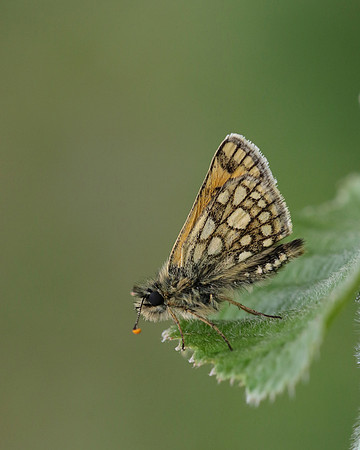 Chequered Skipper, Glasdrum Wood NNR, May 2017