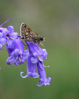 Chequered Skipper, Glasdrum Wood NNR, May 2017