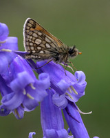 Chequered Skipper, Glasdrum Wood NNR, May 2017