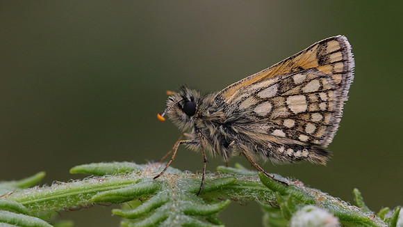 Chequered Skipper, Glasdrum Wood NNR, May 2017