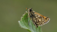 Chequered Skipper, Glasdrum Wood NNR, May 2017