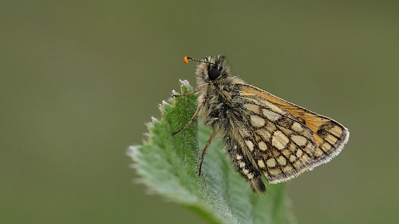 Chequered Skipper, Glasdrum Wood NNR, May 2017