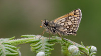 Chequered Skipper, Glasdrum Wood NNR, May 2017
