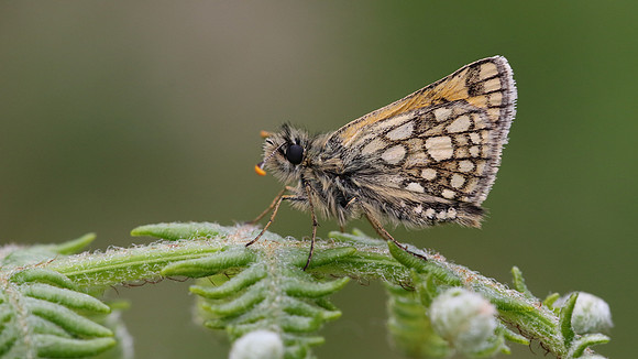 Chequered Skipper, Glasdrum Wood NNR, May 2017