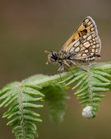 Chequered Skipper, Glasdrum Wood NNR, May 2017