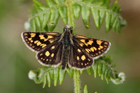 Chequered Skipper, Glasdrum Wood NNR, May 2017