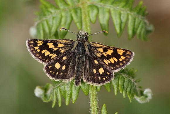 Chequered Skipper, Glasdrum Wood NNR, May 2017