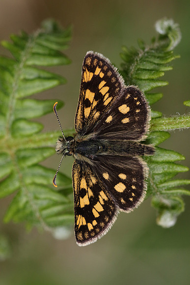 Chequered Skipper, Glasdrum Wood NNR, May 2017
